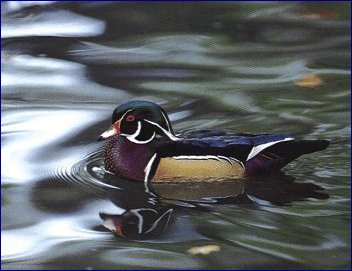 Wood Duck