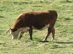 Herferd Cow