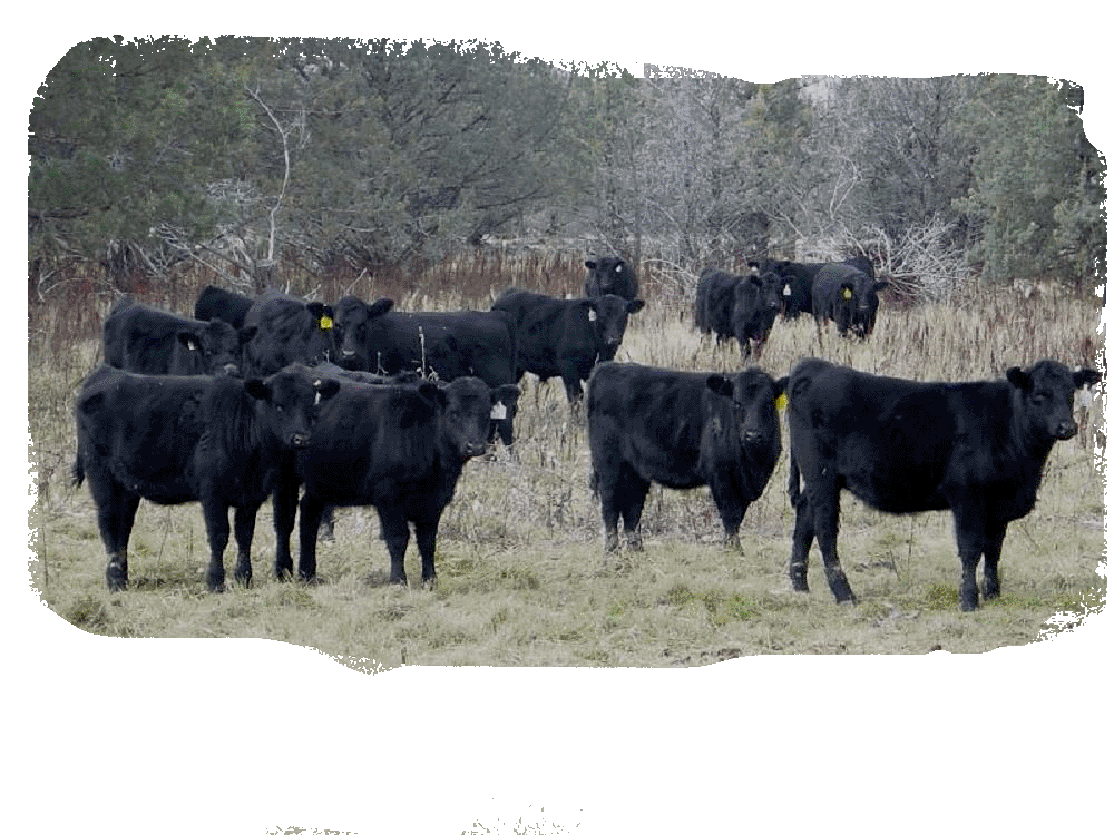 Calves on the Ranch